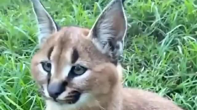 Perfect ear flick of a Caracal kitten