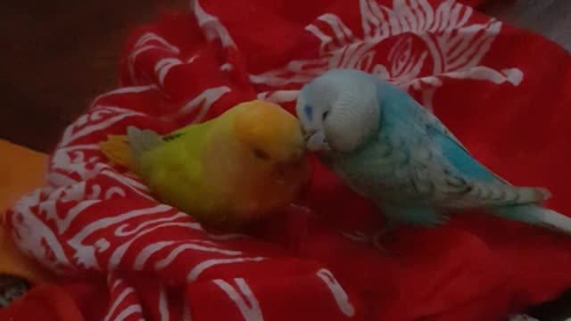 Blue Parakeet and Yellow African Love Bird Kissing Affectionately Part 2