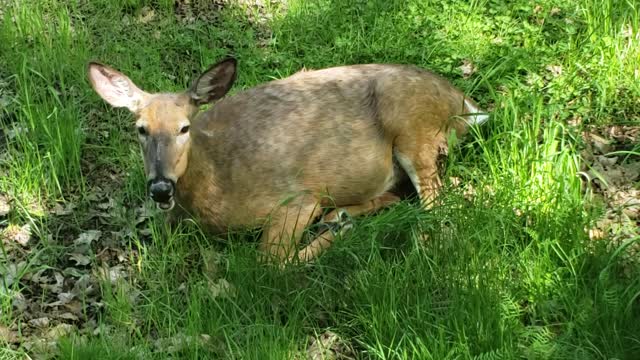 Deer waiting to give birth