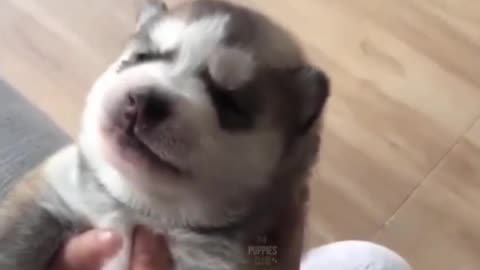 Cute and funny dogs # Cutepets