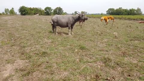 Buffalo Prank Using a Fake Tiger