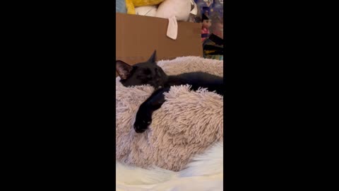 Adopted Cat Sleeps in New Comfortable Bed #shorts