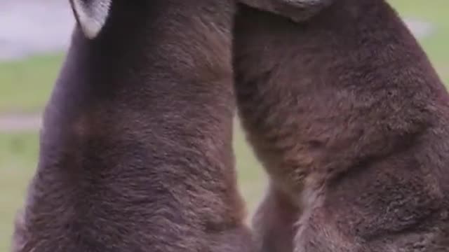 zookeeper#baby#fight#