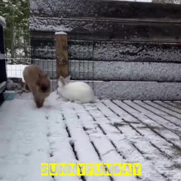 Playful animals in snow