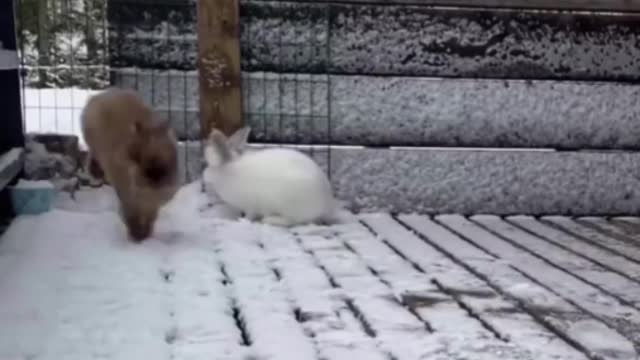 Playful animals in snow