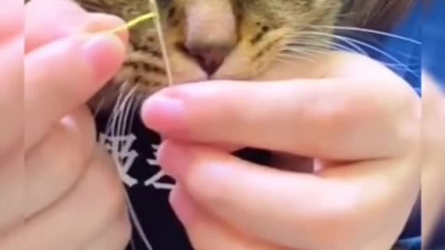 Baby Cats Cute And Funny Cat Video Compilation