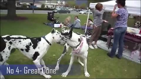 Top 10 most dangerous dogs on the planet