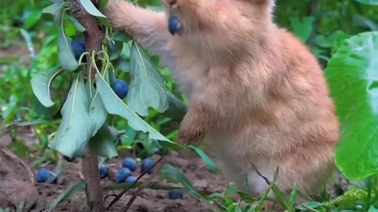 A Day in the Life of Rabbit