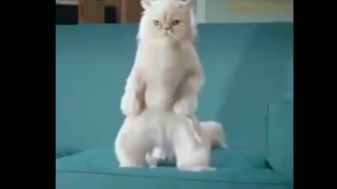 Cats doing gymnastics