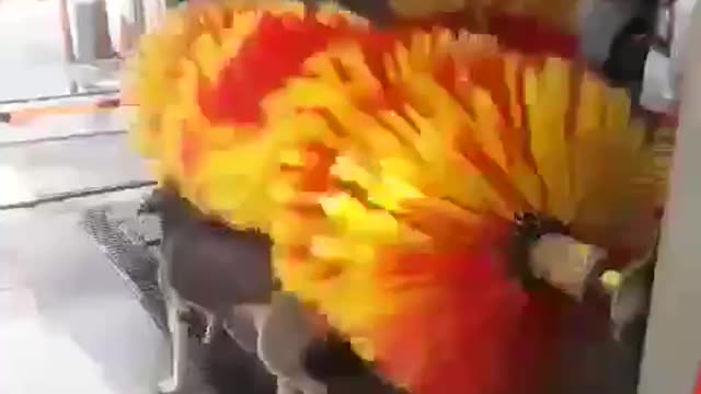 Clever Dog uses a Car Wash as his Personal Bathroom