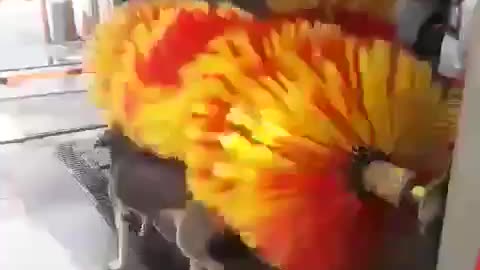 Clever Dog uses a Car Wash as his Personal Bathroom