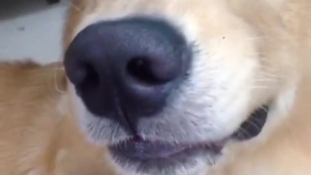 Cute Golden Laughing