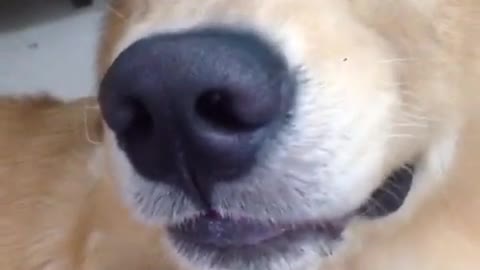 Cute Golden Laughing