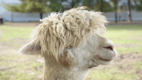 Small camel with a hairstyle