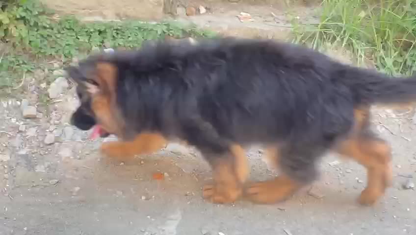 Though He Is A Dog, His Walk Reminds Me Of A Lion (Check The Link In Description)