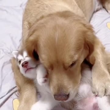 Golden Retriever Cares for Baby Husky Pups