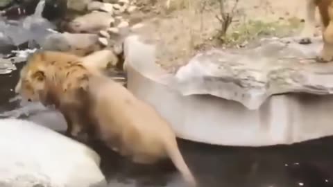 yt1s.com - New Two Lion animal Fanny Video Short
