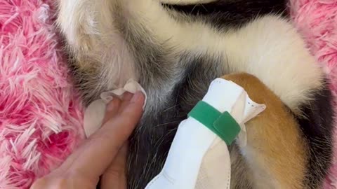 Pawfect Nail Trim: A Guide for Dog Owners
