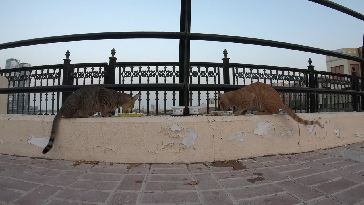 CHRIS MARTIN & MICHAEL JACKSON - Homeless cats in Ras Al Khaimah, UAE #ChrisMartin #MichaelJackson