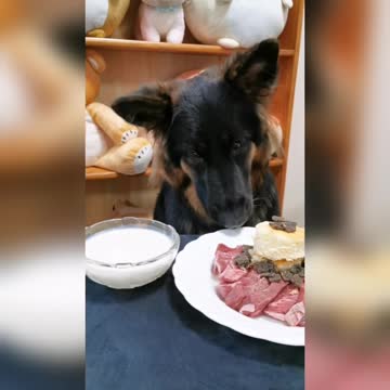 Spoilt puppy enjoys gourmet eye fillet 'steak cake' for birthday dinner