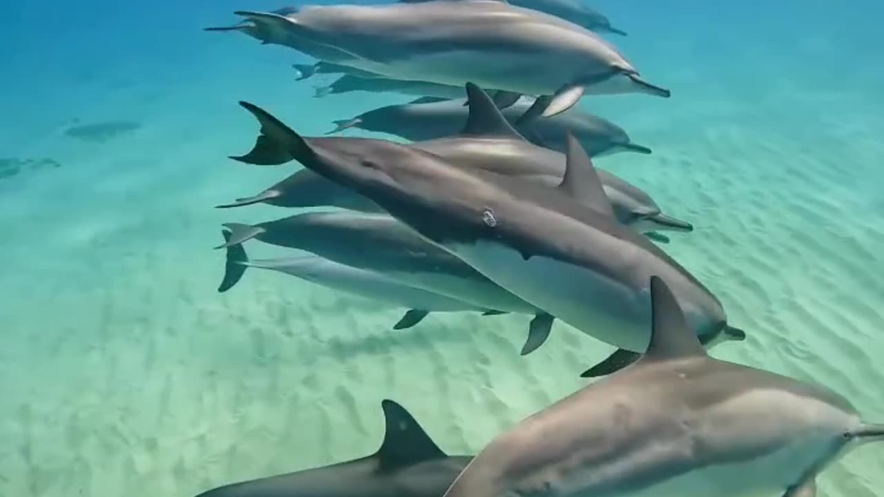 Dolphins