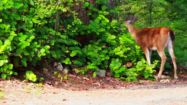 Beautiful deer eat tree leaves