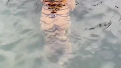 Tigers can not only run, but also swim