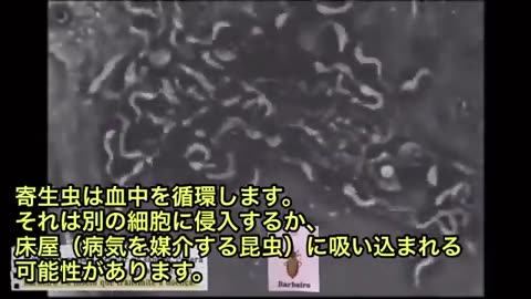 これが ワクチン💉に入れられた 寄生虫 の 実態 寄生虫トリパノソーマが 心臓細胞に入る瞬間