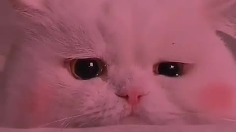 hi🐈New Sad Cute Cat Status Video 2021 🥺🐈...