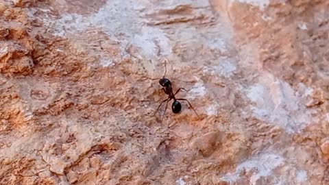 Ants watched up close a great view