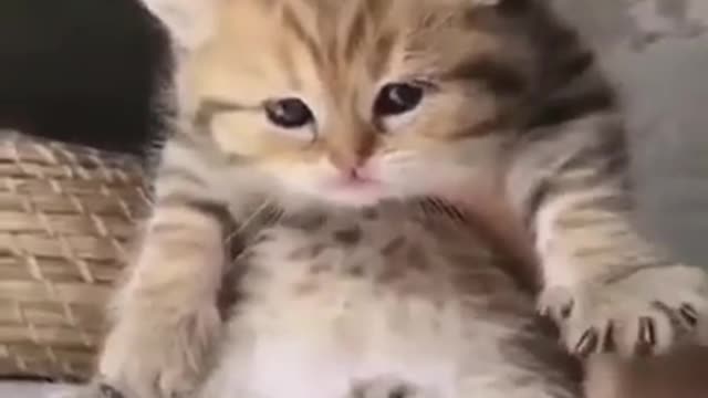 my funny Baby Cat - look at it