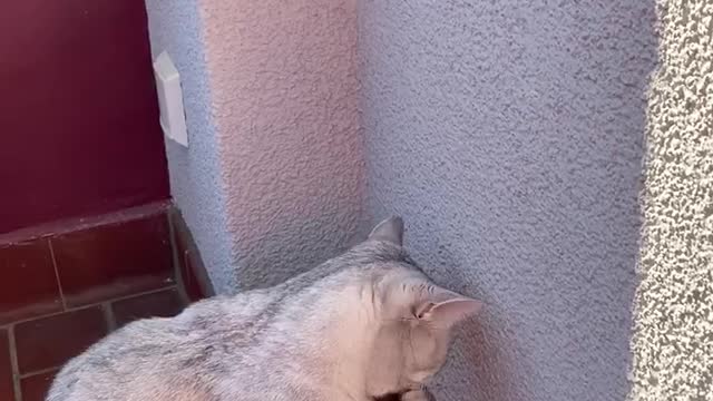 cat catches a beetle and eats it