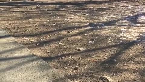 brown dog runs toward owner on dirt in park