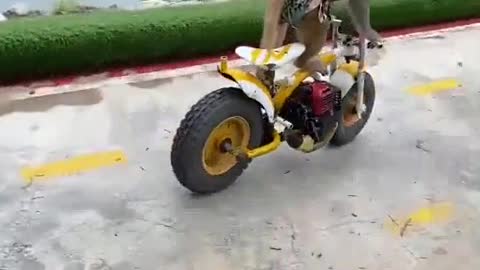 monkeys riding motorbikes - funny animals