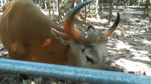 Banteng Animal at the zoo