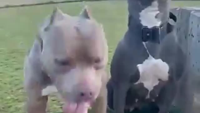 Pitbull dogs