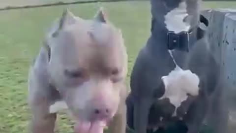 Pitbull dogs