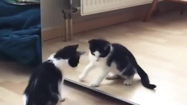 Funniest Cats Videos videos of animals in funny situations