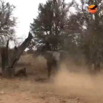 Elephant calf throws a temper tantrum