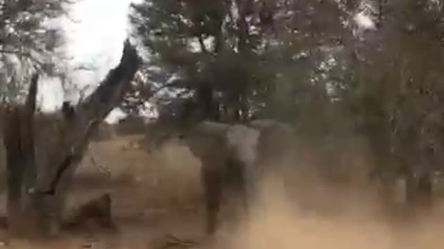 Elephant calf throws a temper tantrum