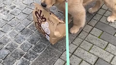 cutest uber eats delevery ever