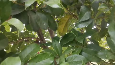 look at the tree