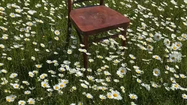 A Wooden Chair Placed in the Middle of Flower Bed of Daisies