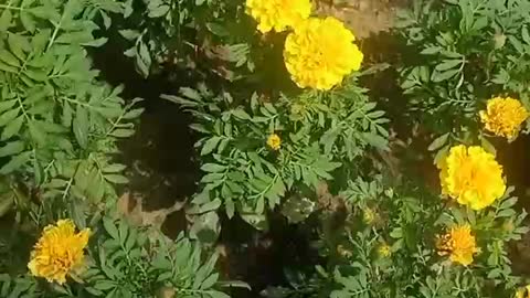 Full of yellow flowers