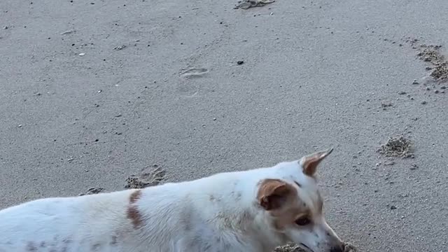 Joyful dog