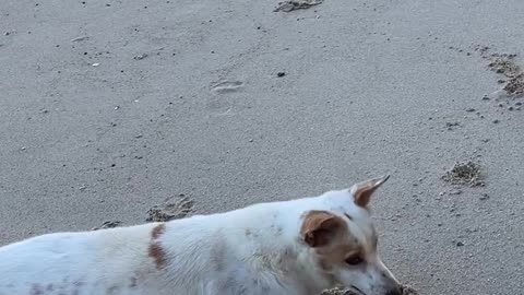 Joyful dog