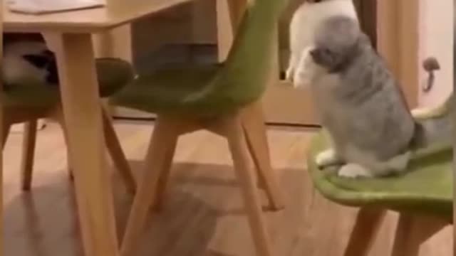 😅😅Funny Animal Videos 2022 😂 - Funniest Cats And Dogs Videos 😺😍 #shorts #viral #facts #cat #cats #5