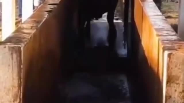 Animals funny videos