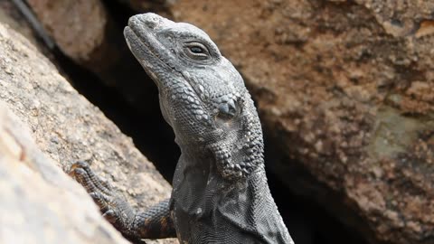 Chuckwalla - Sauromalus