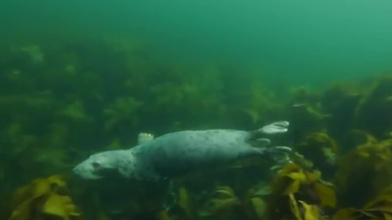 A female gray seal shows off her swimming skills in front of the camera